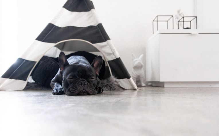 Dog sleeping in dog bed on floor. 